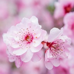 桃花运？桃花煞？浅谈紫微斗数中的桃花星